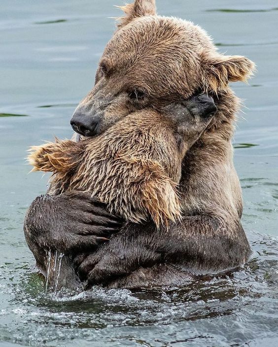bear hugs