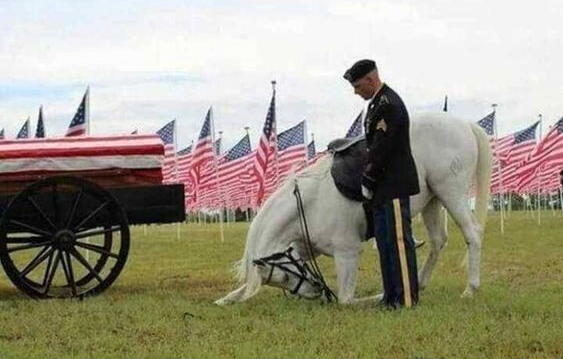 horse giving tribute to soldier